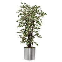 Artificial Ficus Exotica Plant | Variegated Faux Tree | 1500mm Height | Nisbets CC502